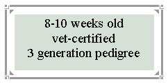Text Box: 8-10 weeks oldvet-certified3 generation pedigree